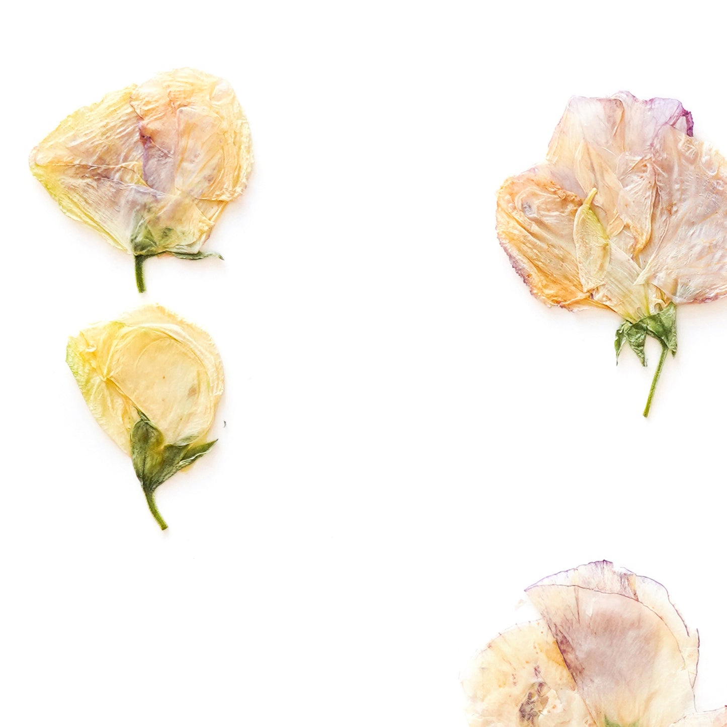 April Sweet Pea No. 2 Pressed Floral Print