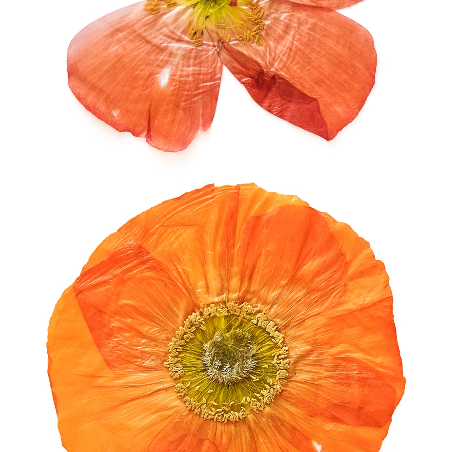 August Poppy No. 2 Pressed Floral Print