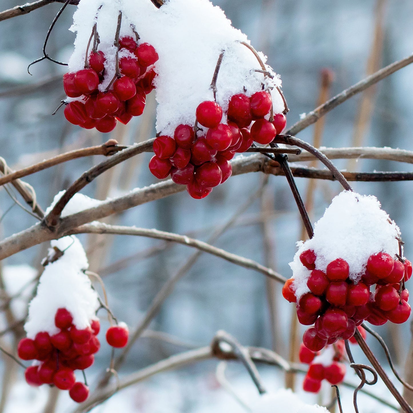 Berries in Winter