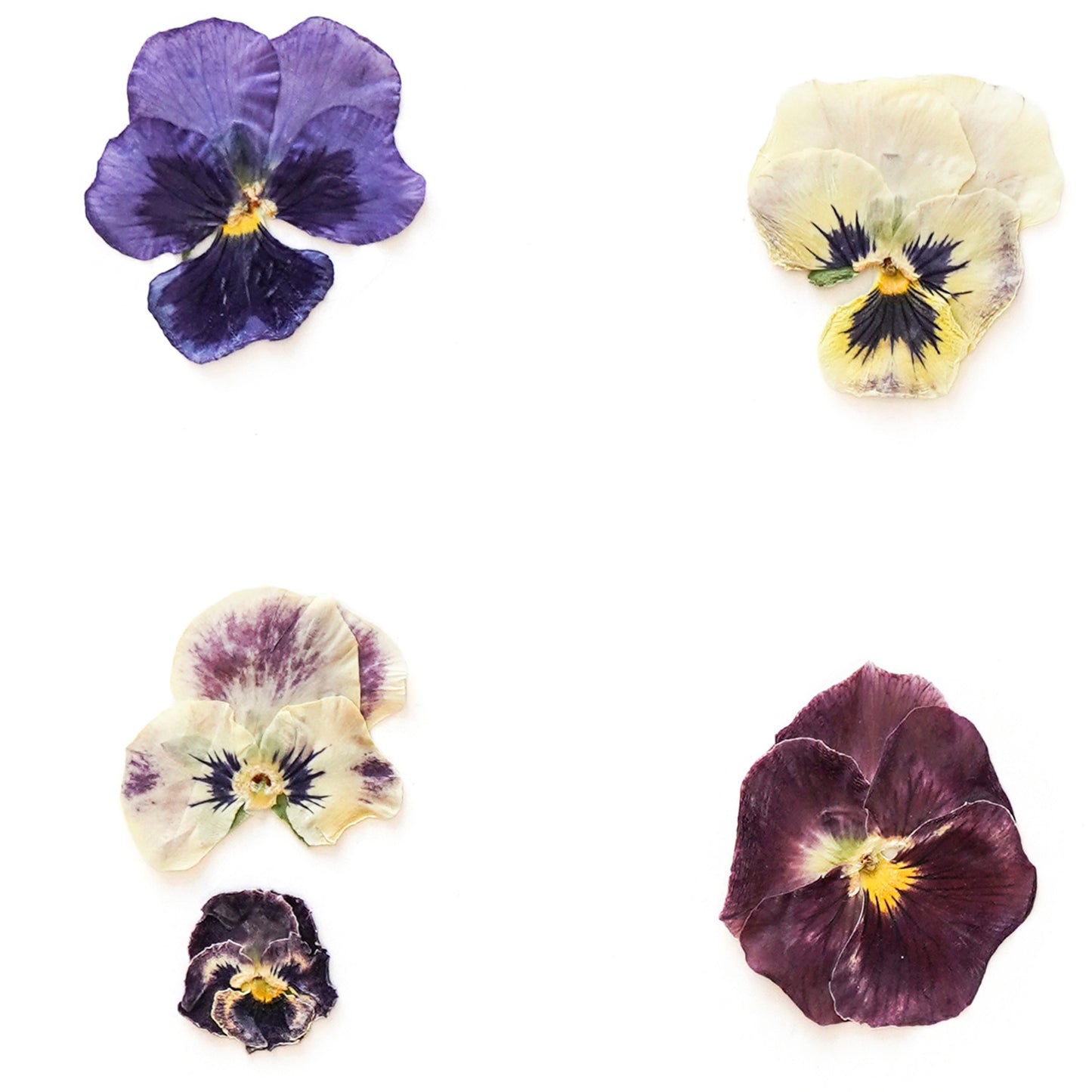February Violet No. 2 Pressed Floral Print