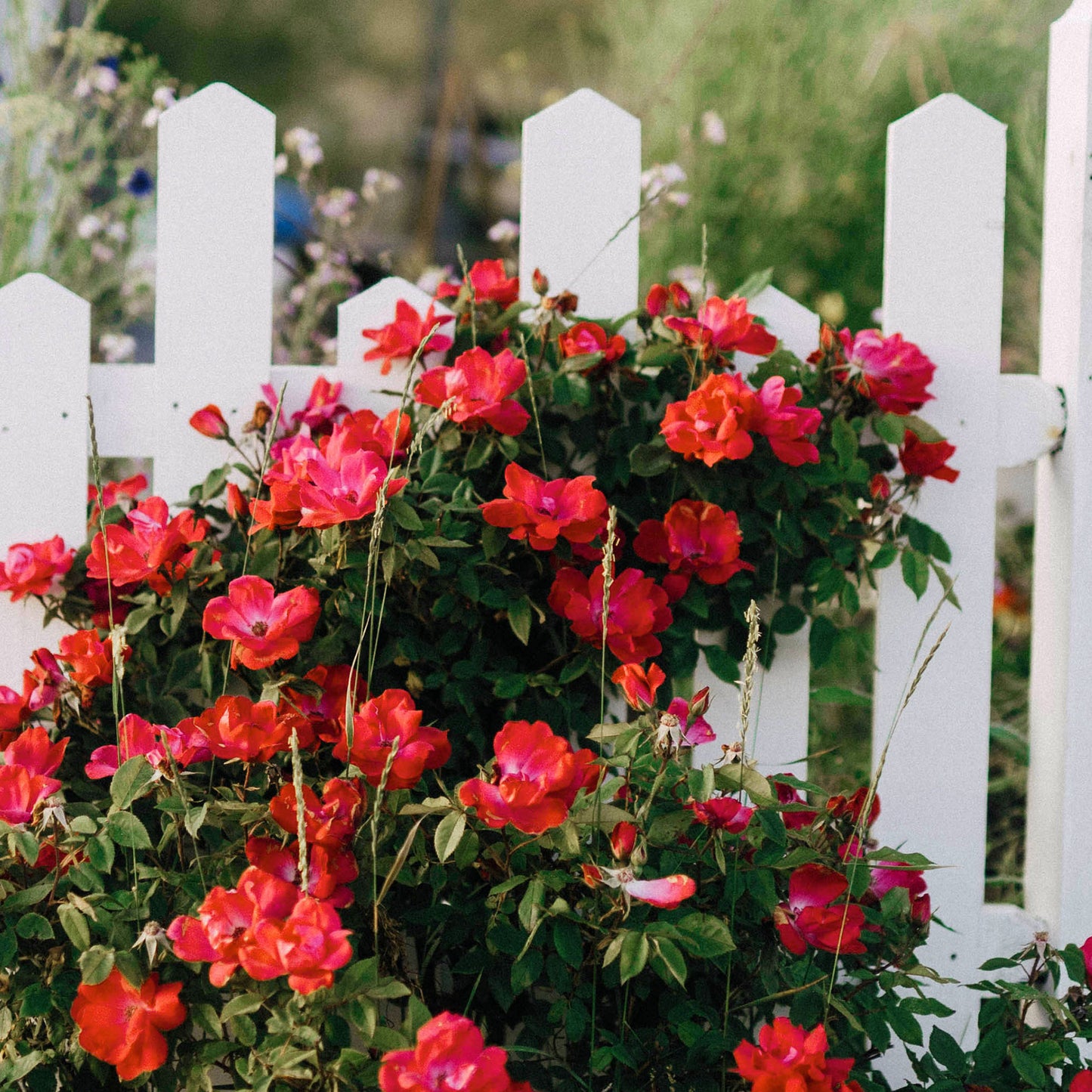 Fence and Flora