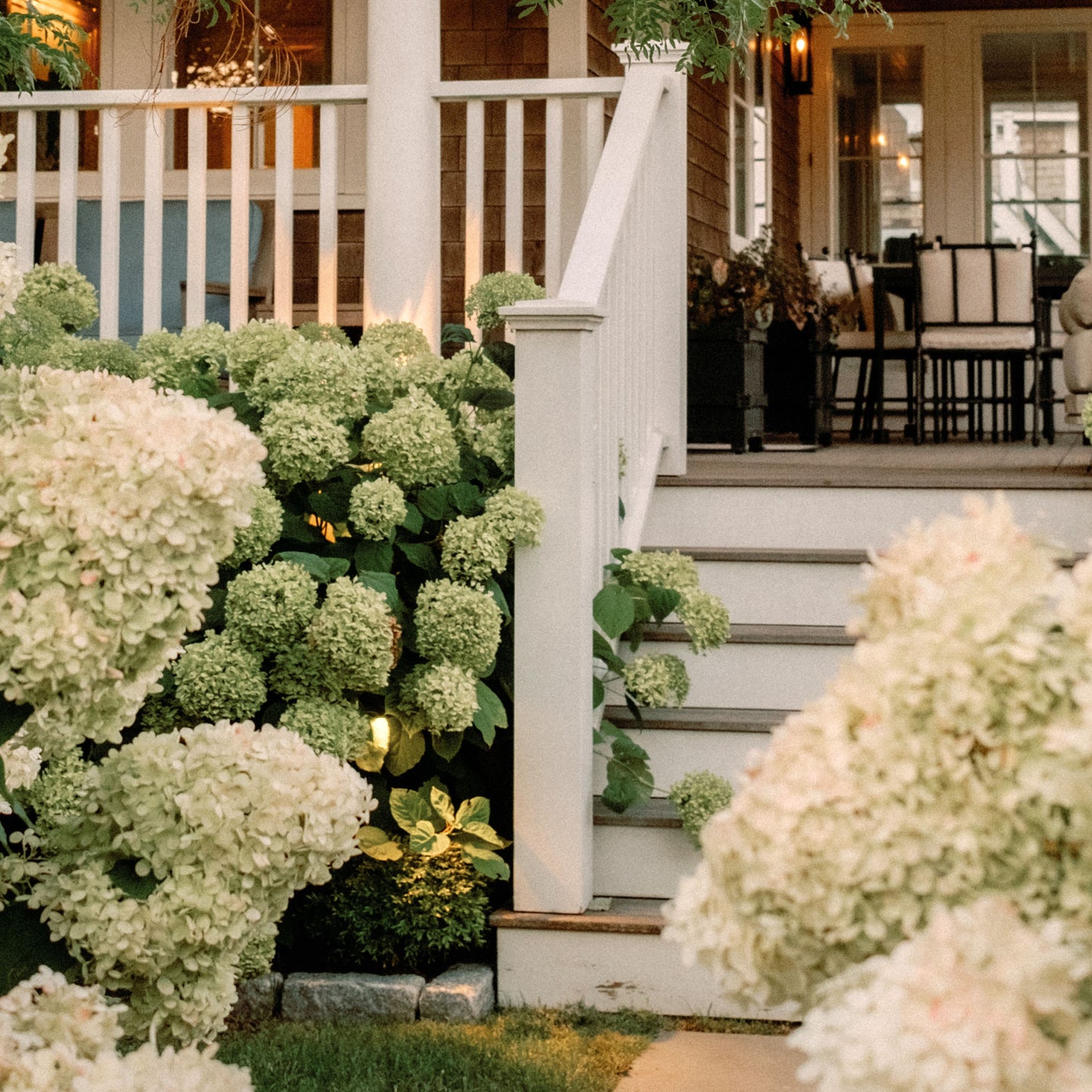 Hydrangea Haven