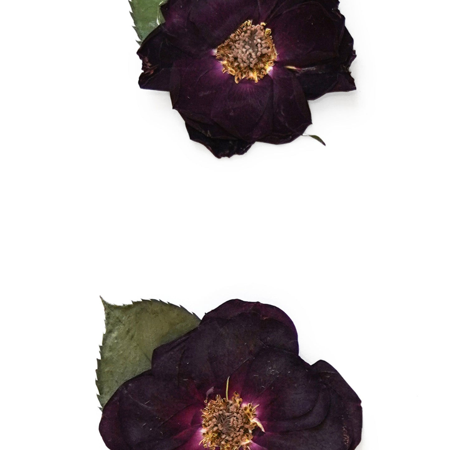 June Rose No. 2 Pressed Floral Print