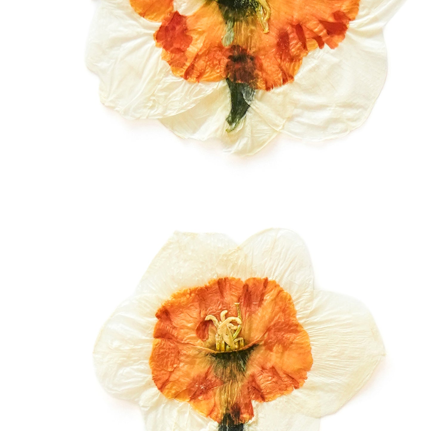 March Daffodil No. 2 Pressed Floral Print