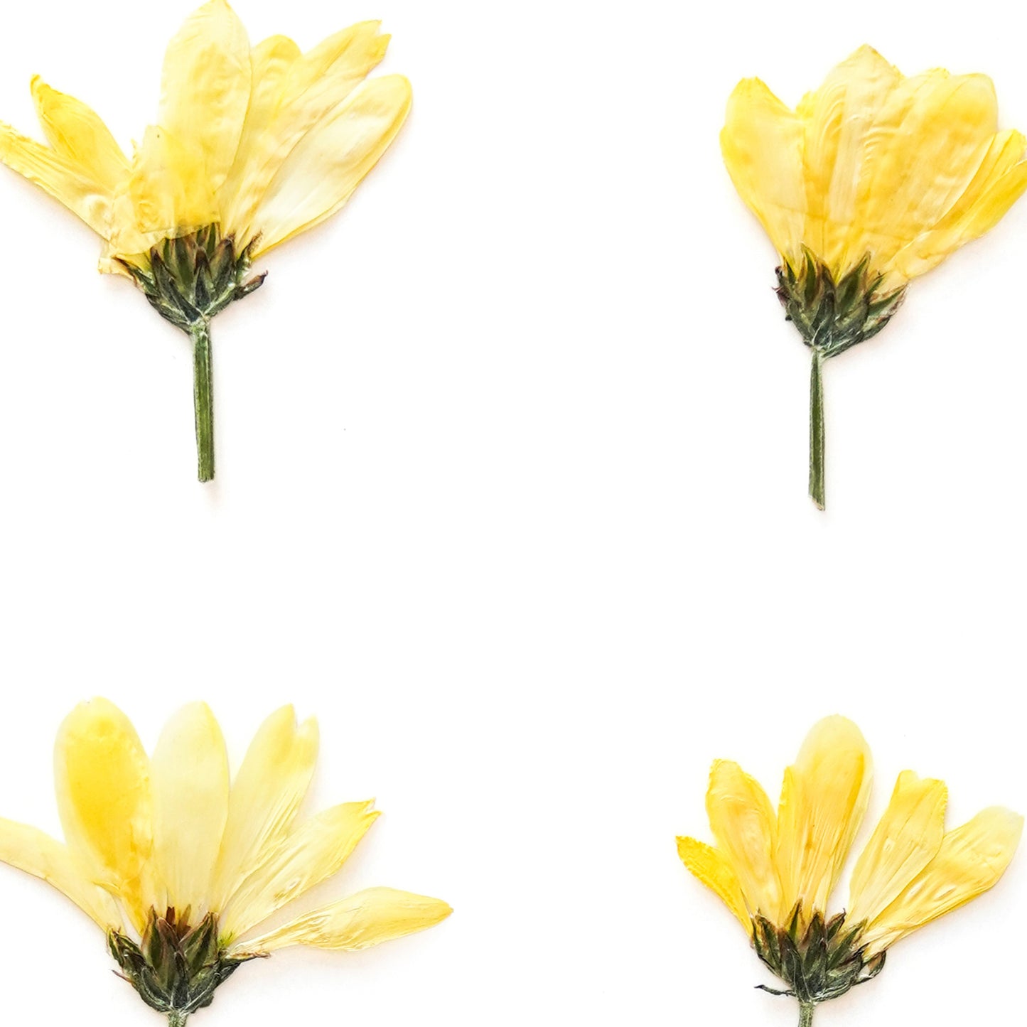 November Chrysanthemum No. 2 Pressed Floral Print