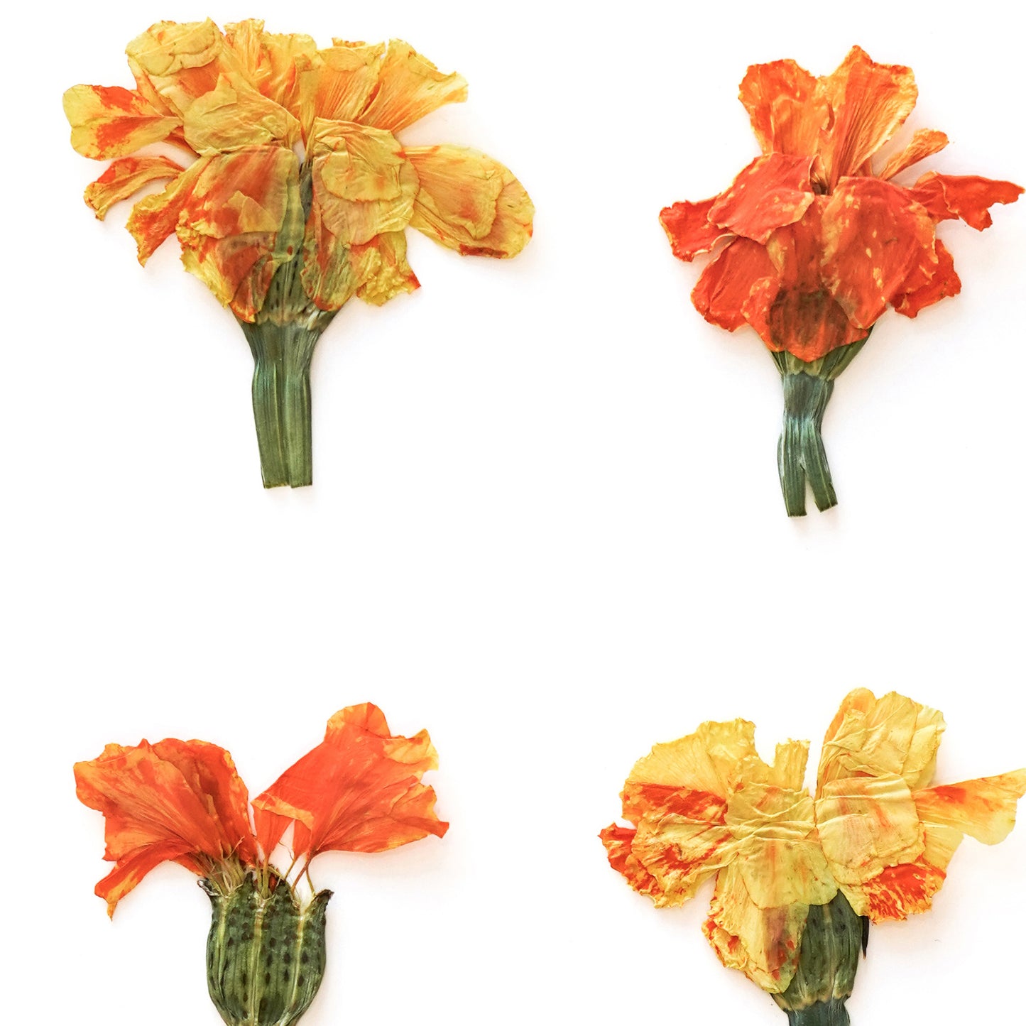 October Marigold No. 2 Pressed Floral Print