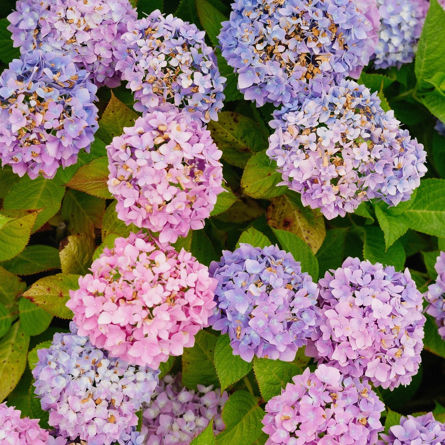 Seaside Hydrangeas