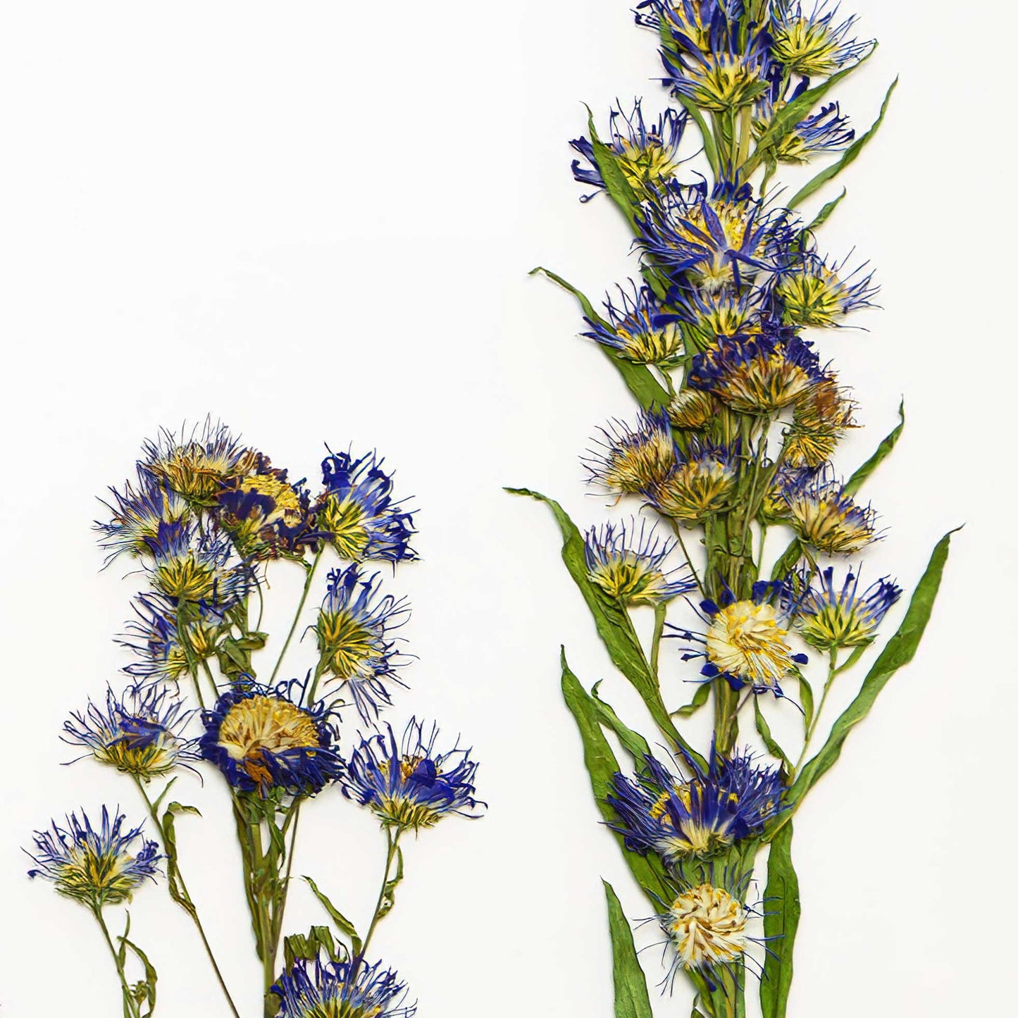 September Aster Pressed Floral Print