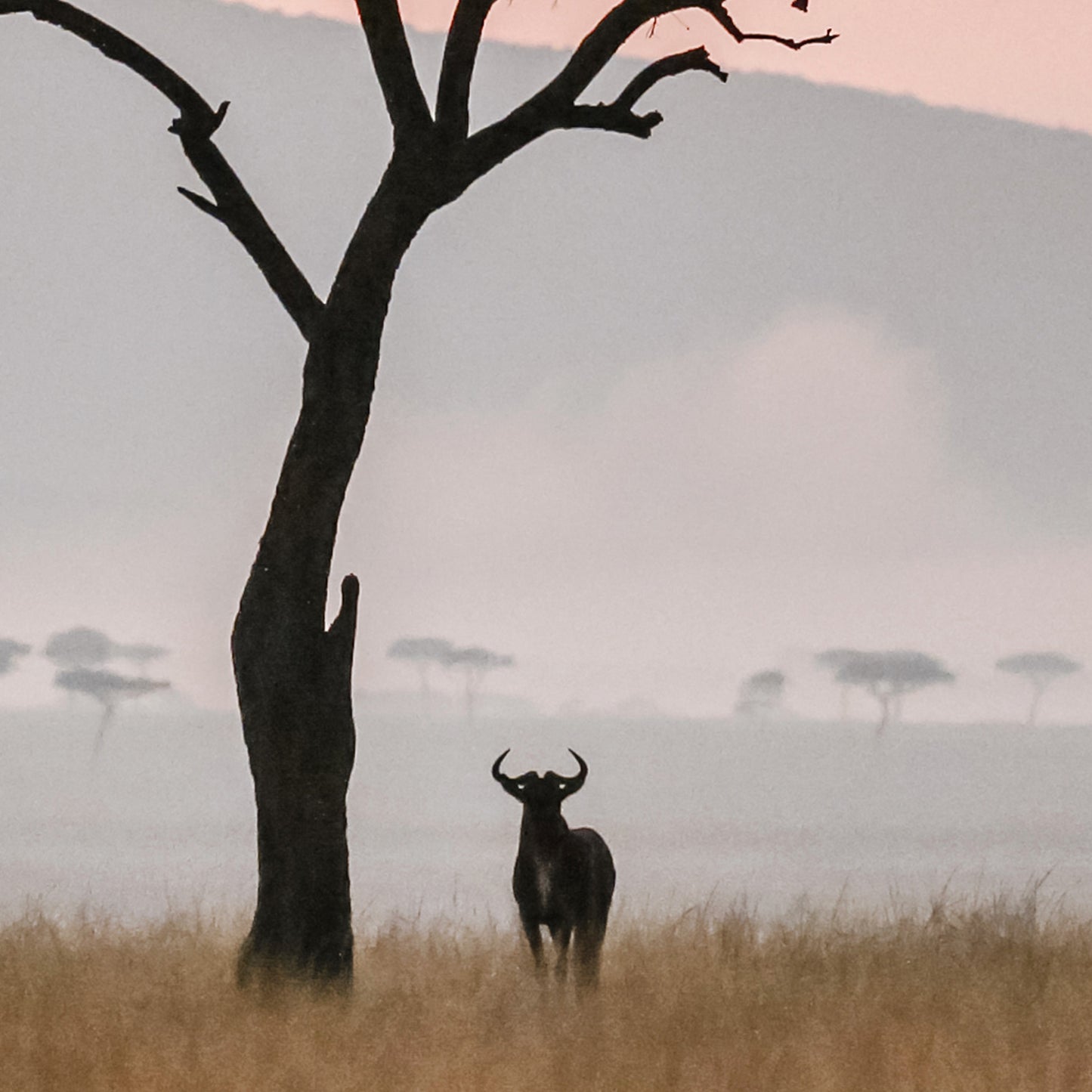 Africa Watcher
