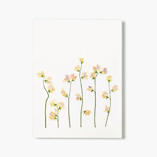 Apri Sweet Pea Pressed Floral Print
