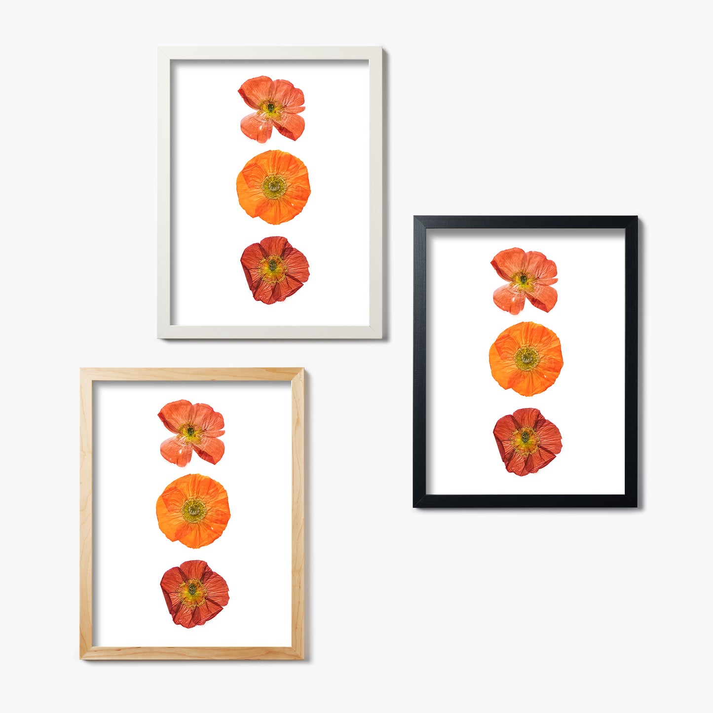 August Poppy No. 2 Pressed Floral Print