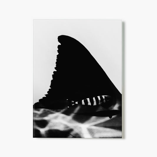 Black And Great White