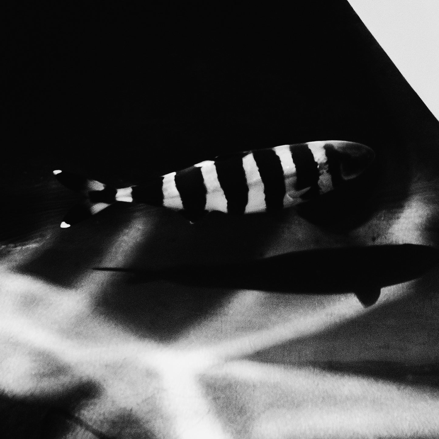 Black And Great White