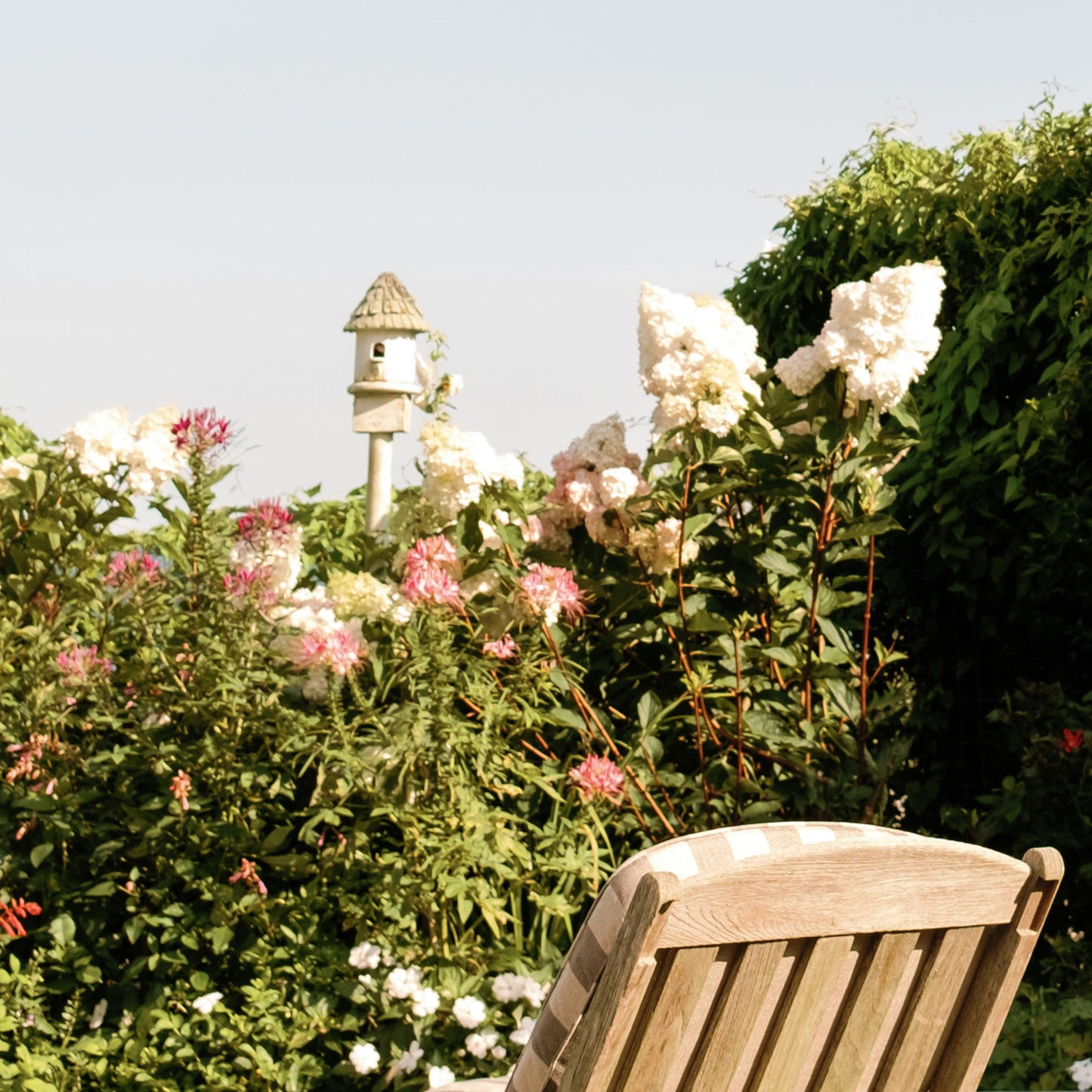Blooms And Breeze