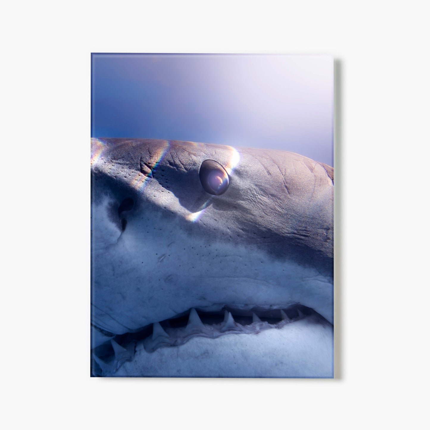 Close Encounter