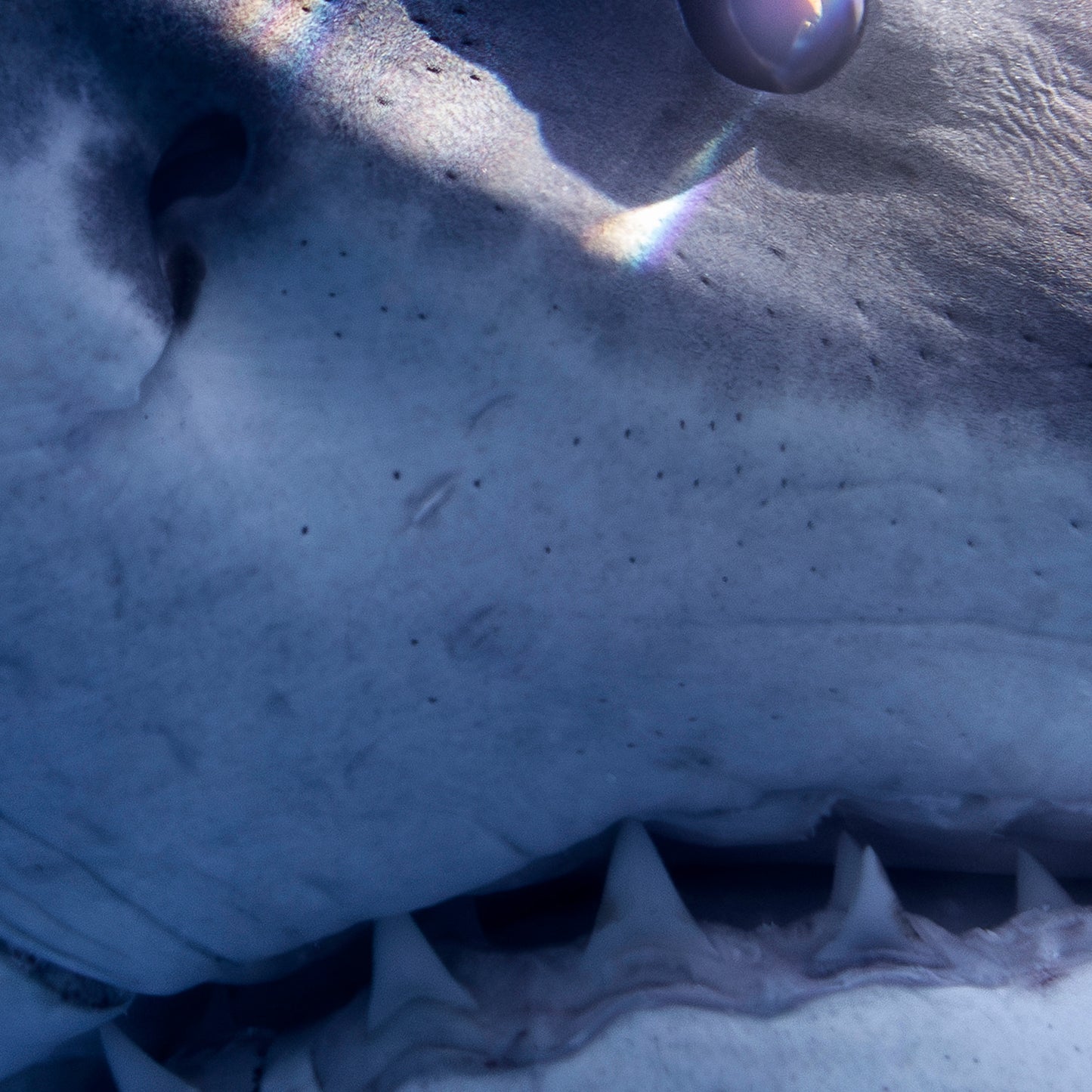Close Encounter