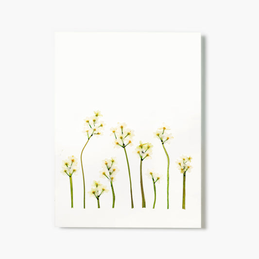December Narcissus Pressed Floral Print