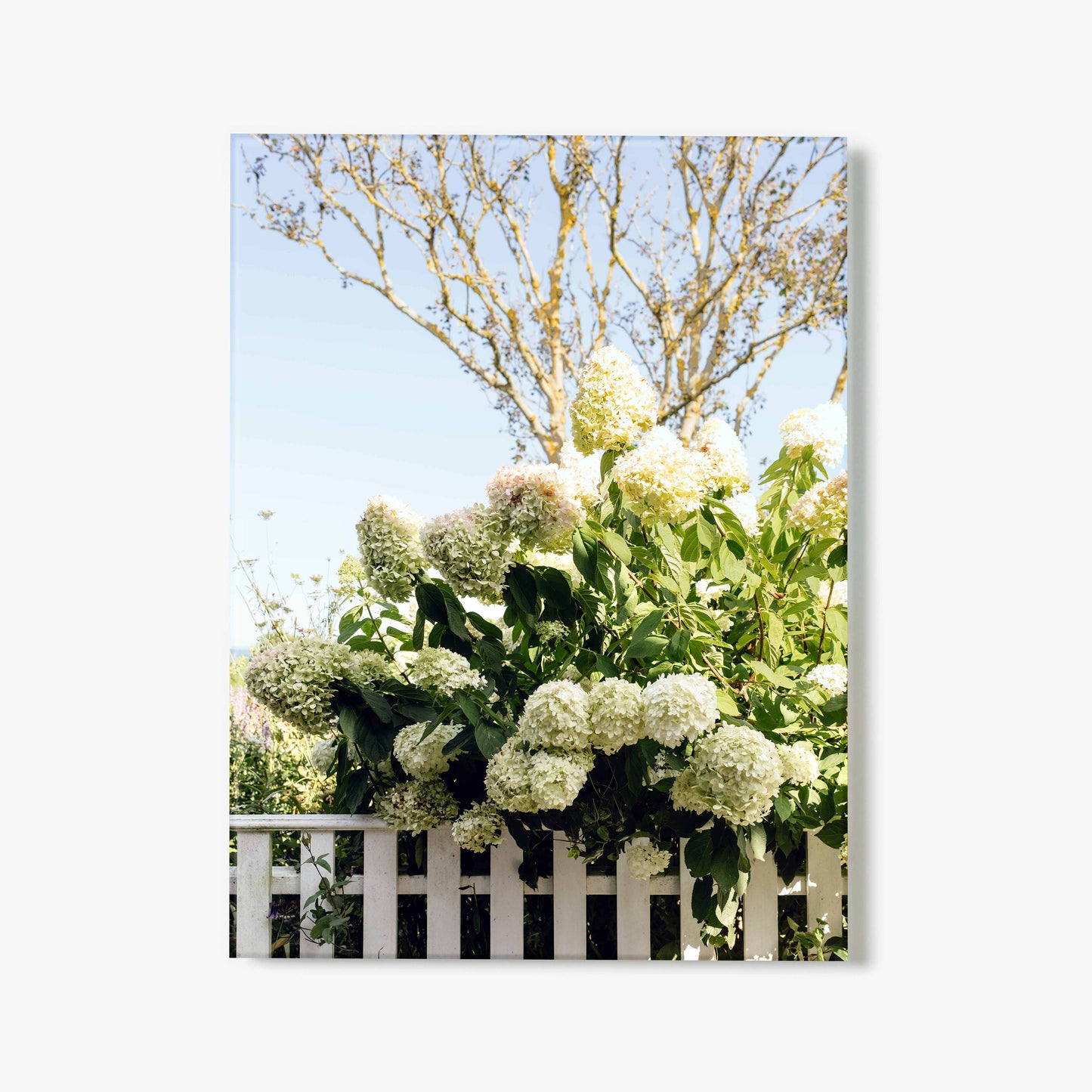 Draped In Hydrangeas