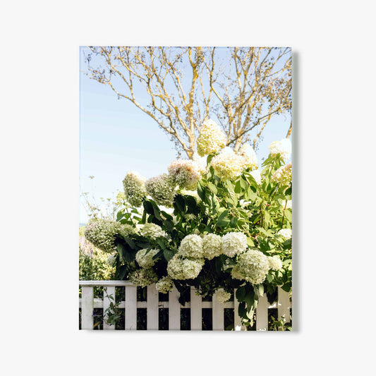 Draped In Hydrangeas