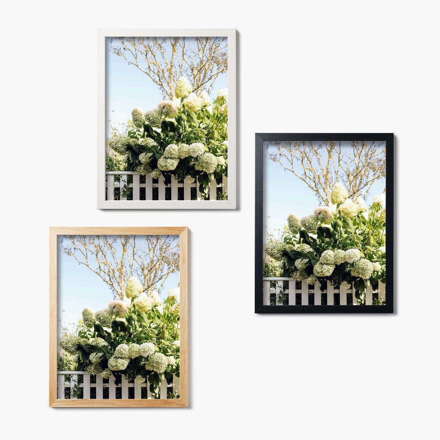 Draped In Hydrangeas