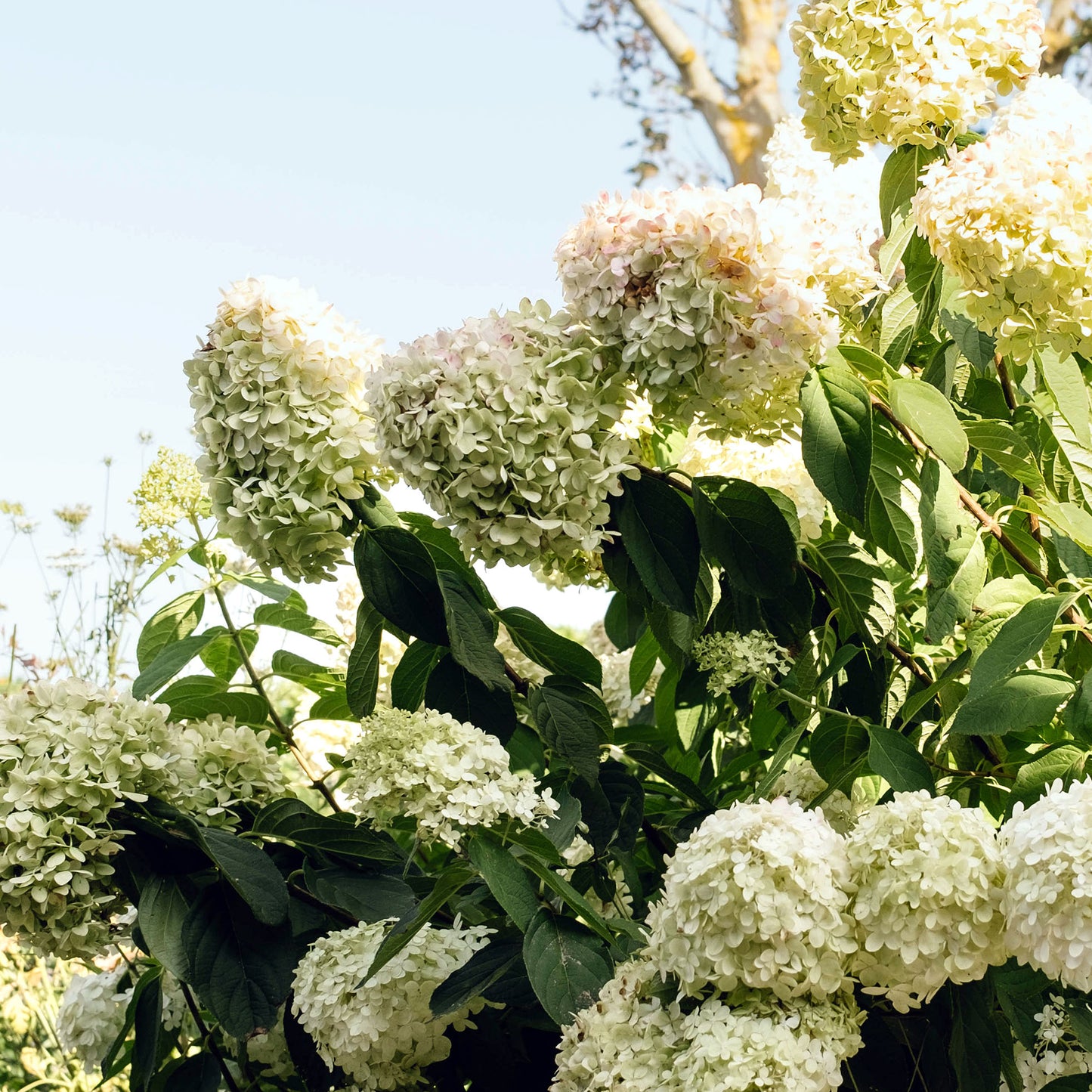 Draped In Hydrangeas