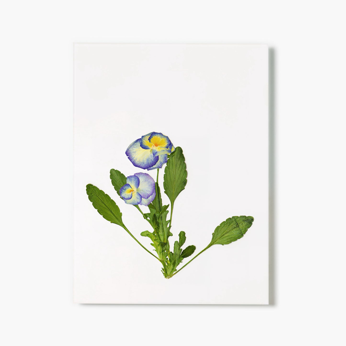 February Violet Pressed Floral Print