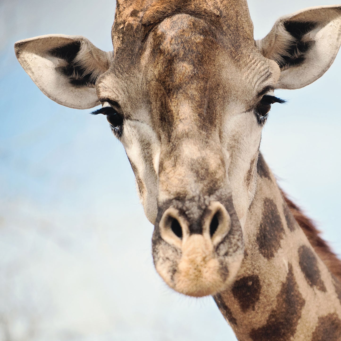 Giraffe Portrait I