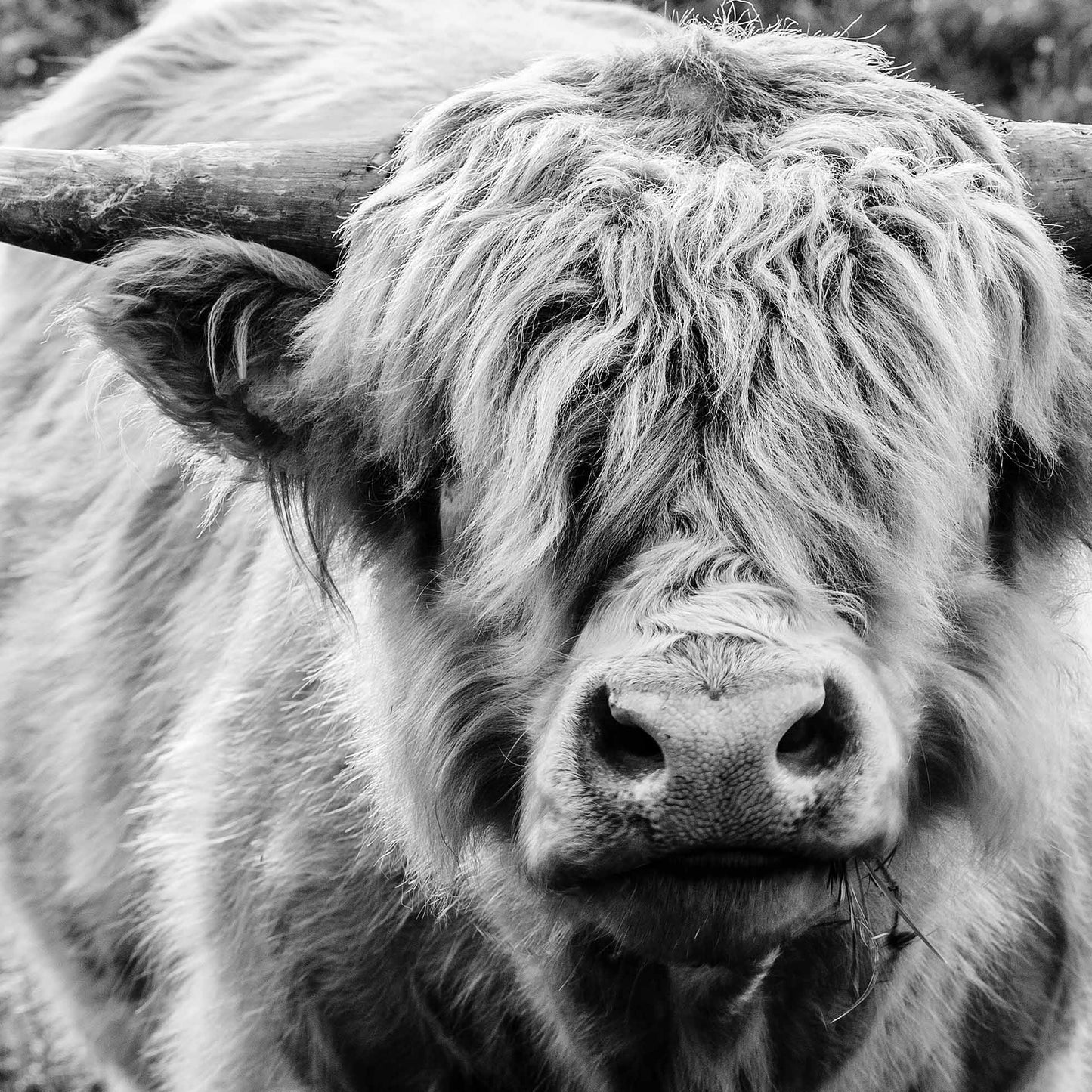 Highland Cow Staring Contest