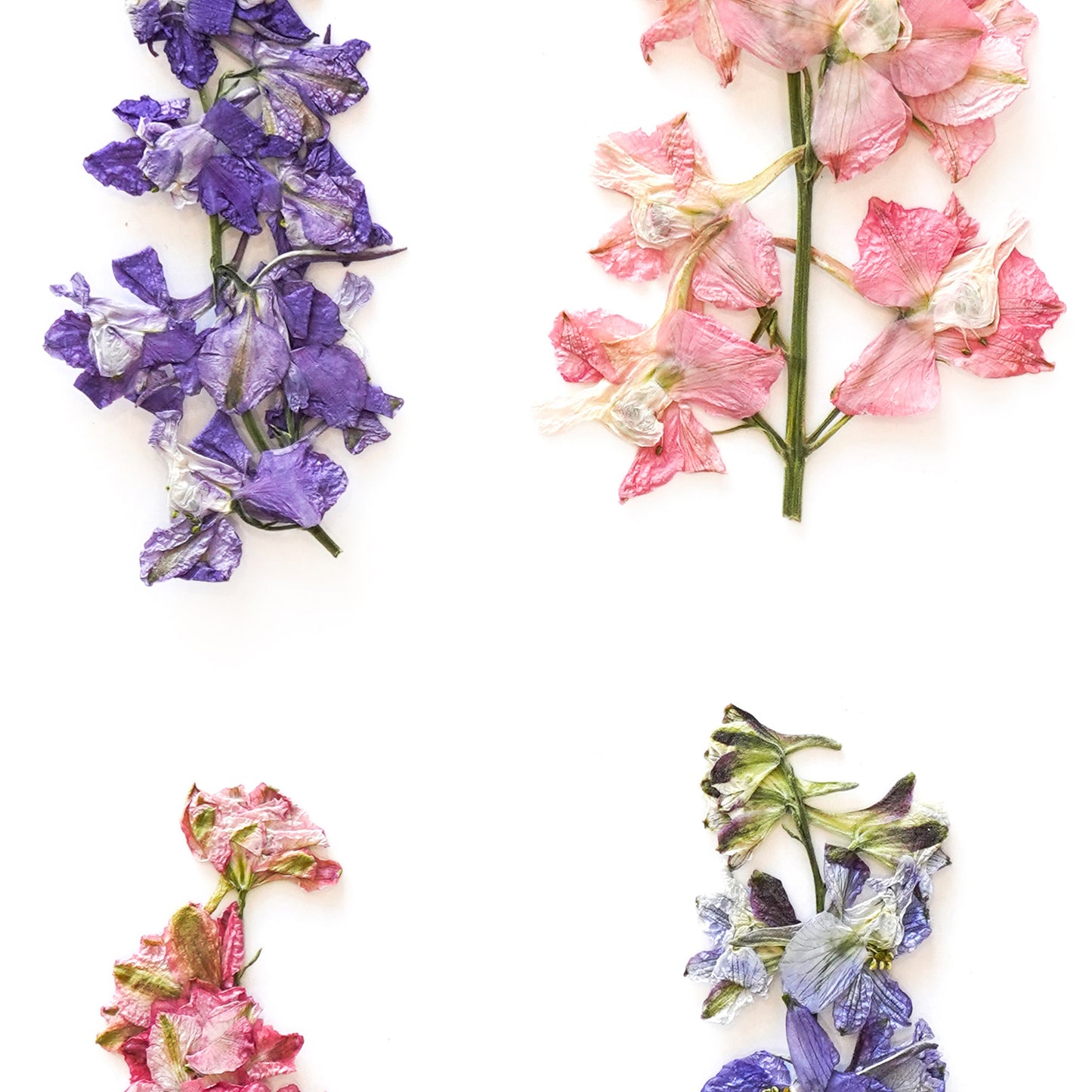 July Larkspur No. 2 Pressed Floral Print