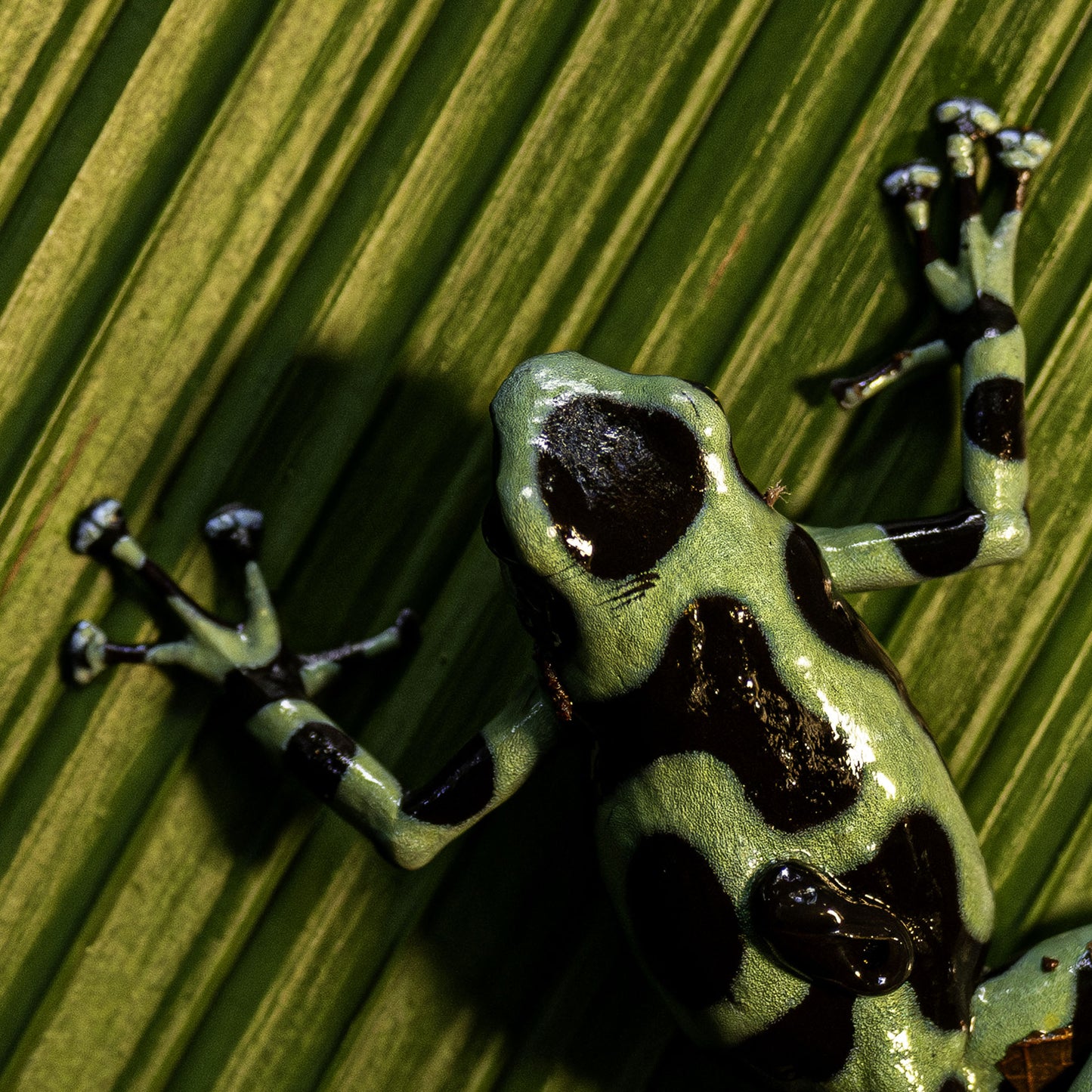Jungle Jewel