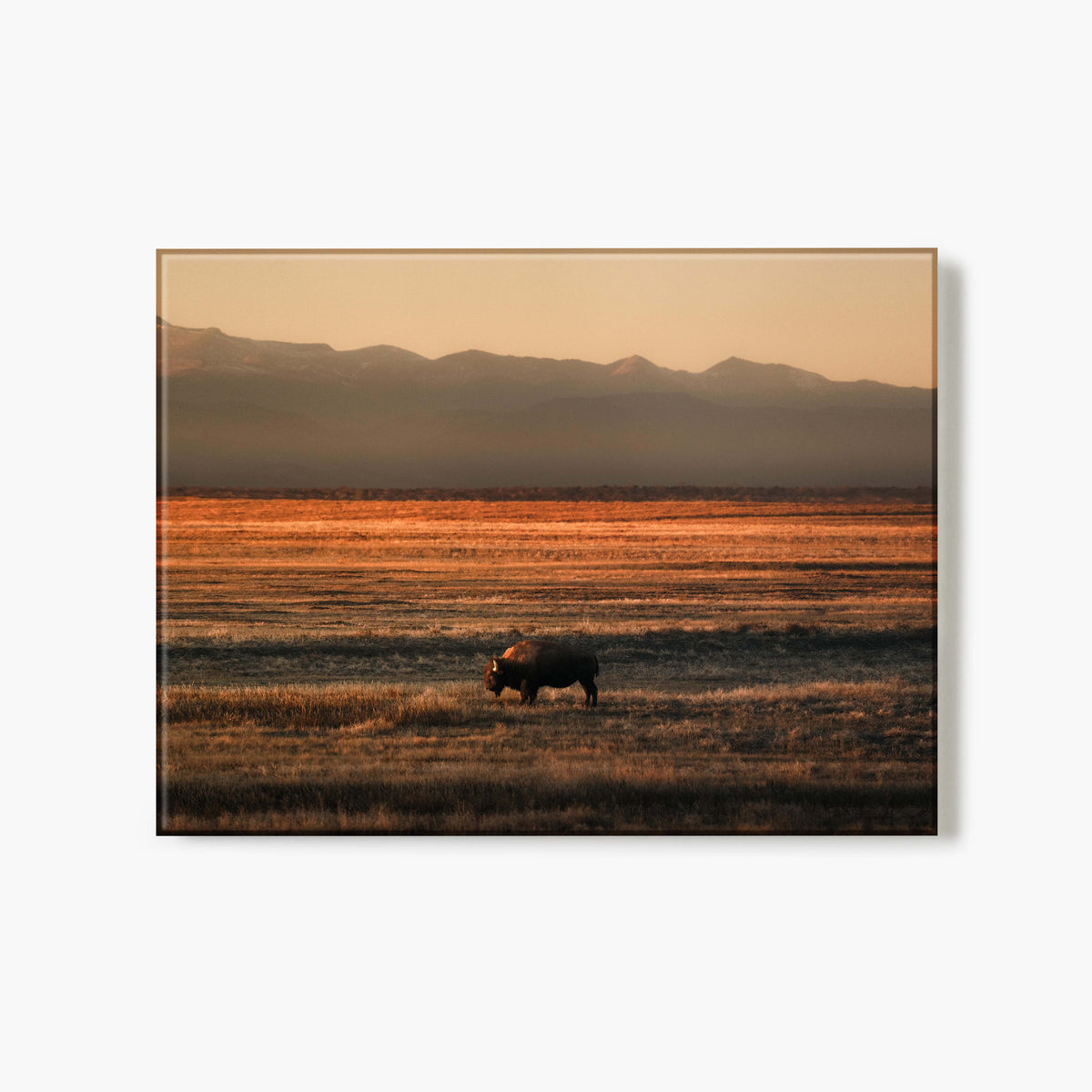Lone Colorado Buffalo