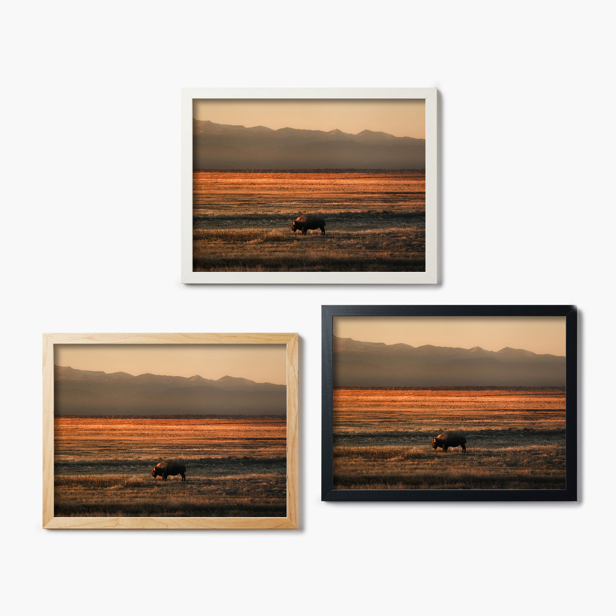 Lone Colorado Buffalo