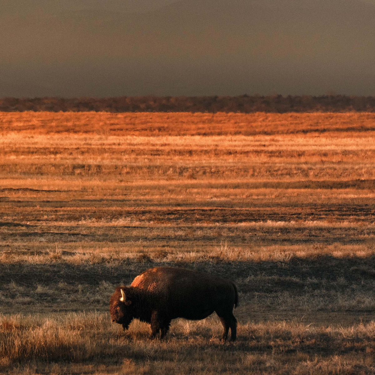 Lone Colorado Buffalo