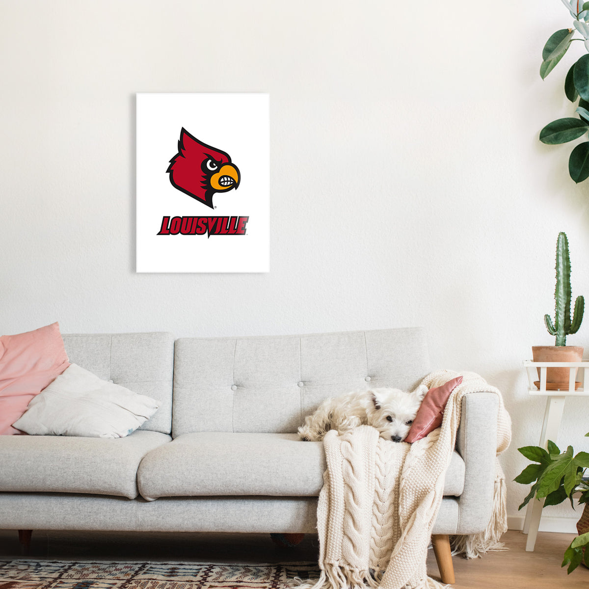 Louisville Cardinal