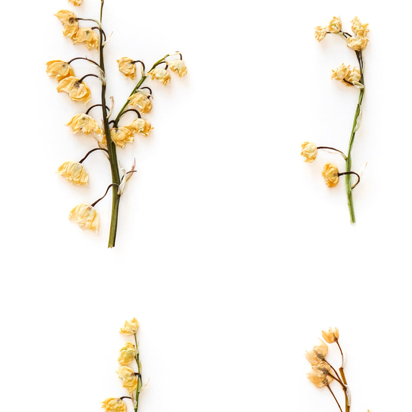 May Lily Of The Valley No. 2 Pressed Floral Print