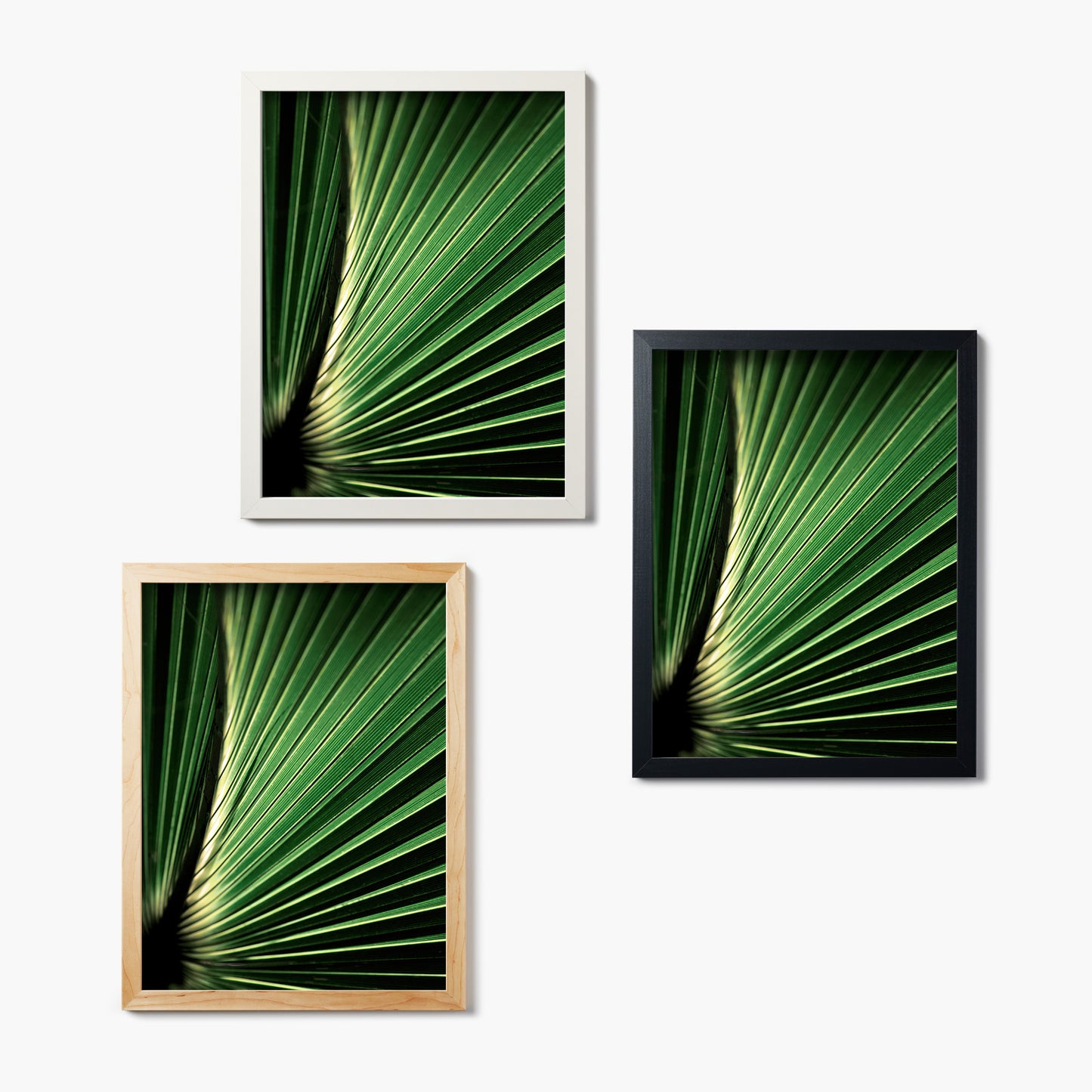 Palm Frond 1