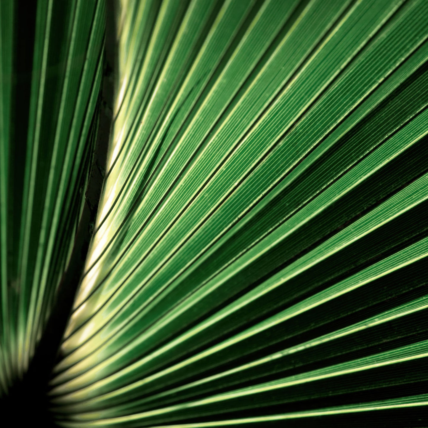 Palm Frond 1