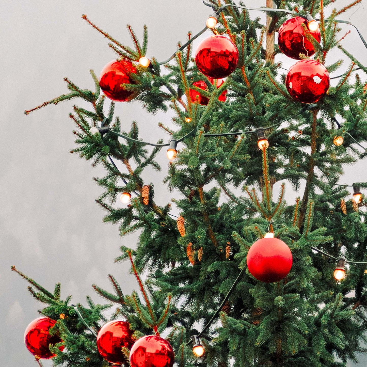 Red And Evergreen
