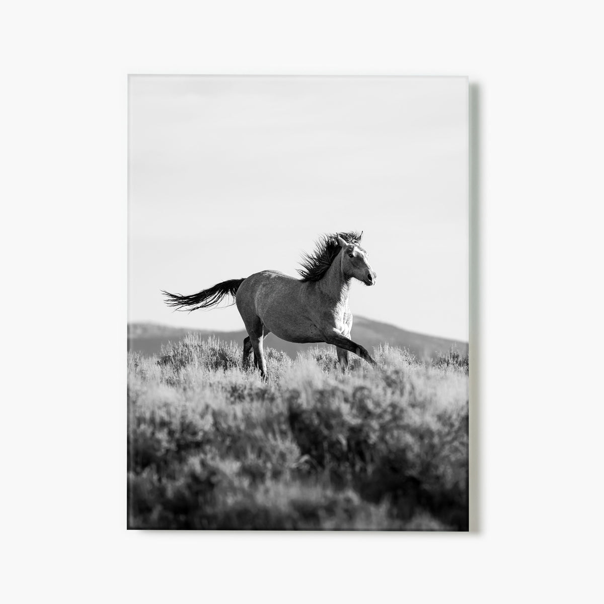 Running Wild Stallion