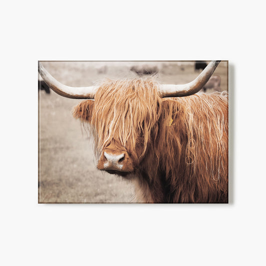 Scottish Highland Cattle I Neutral