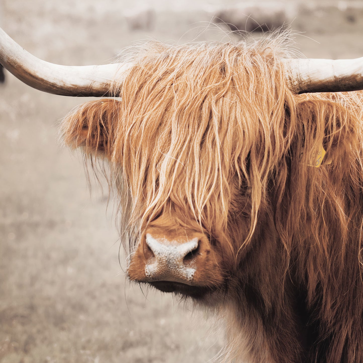 Scottish Highland Cattle I Neutral