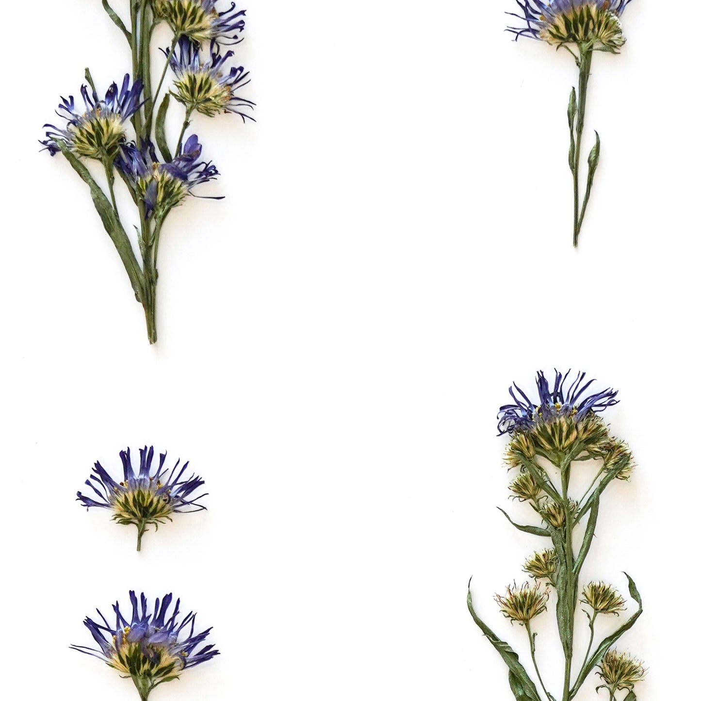 September Aster No. 2 Pressed Floral Print
