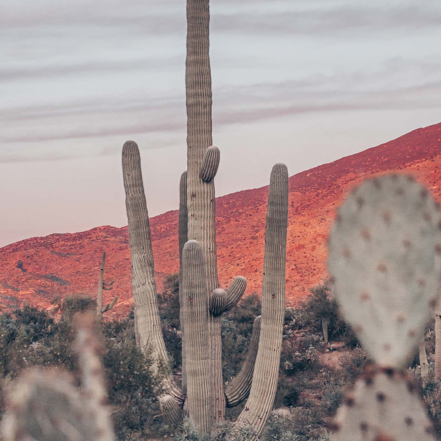 Sunsets and Saguaros II