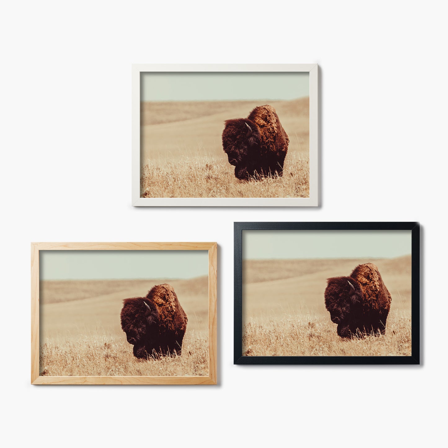 Tall Grass Bison I