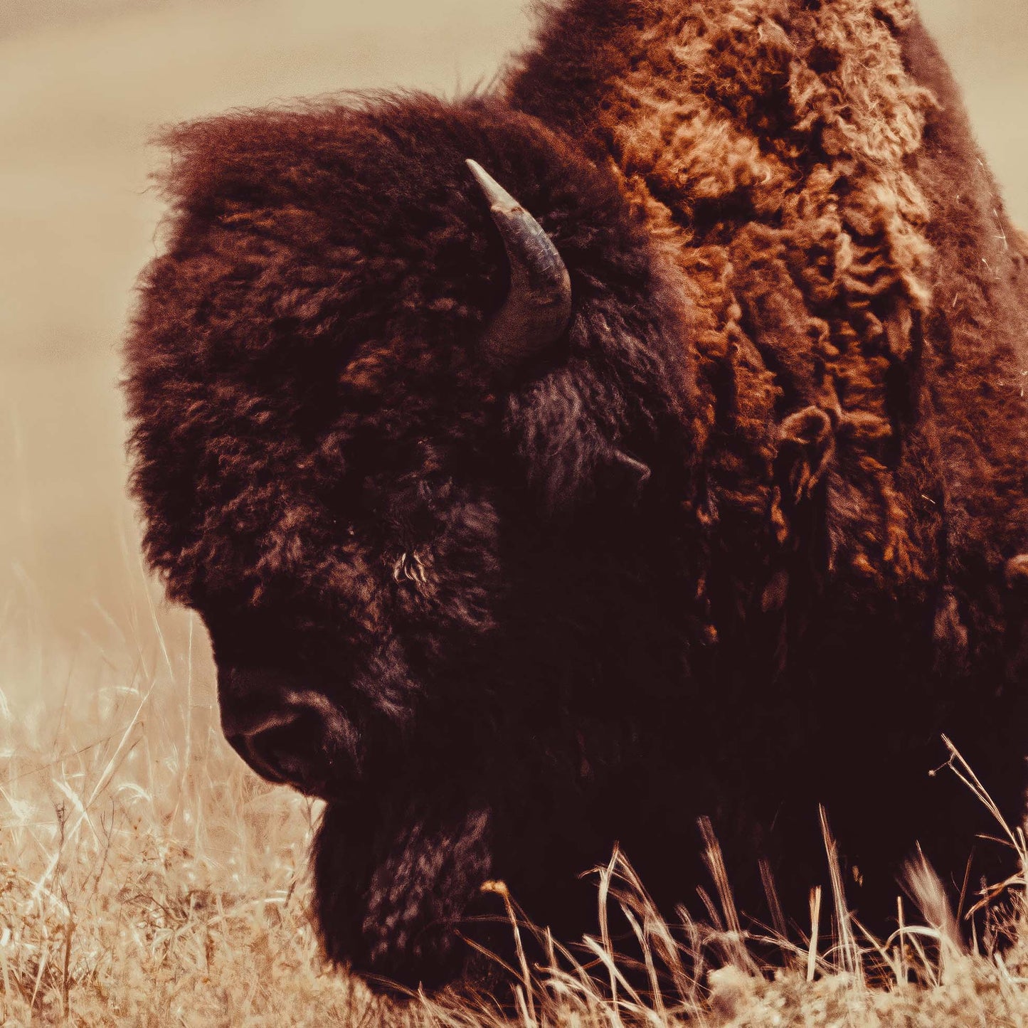 Tall Grass Bison I