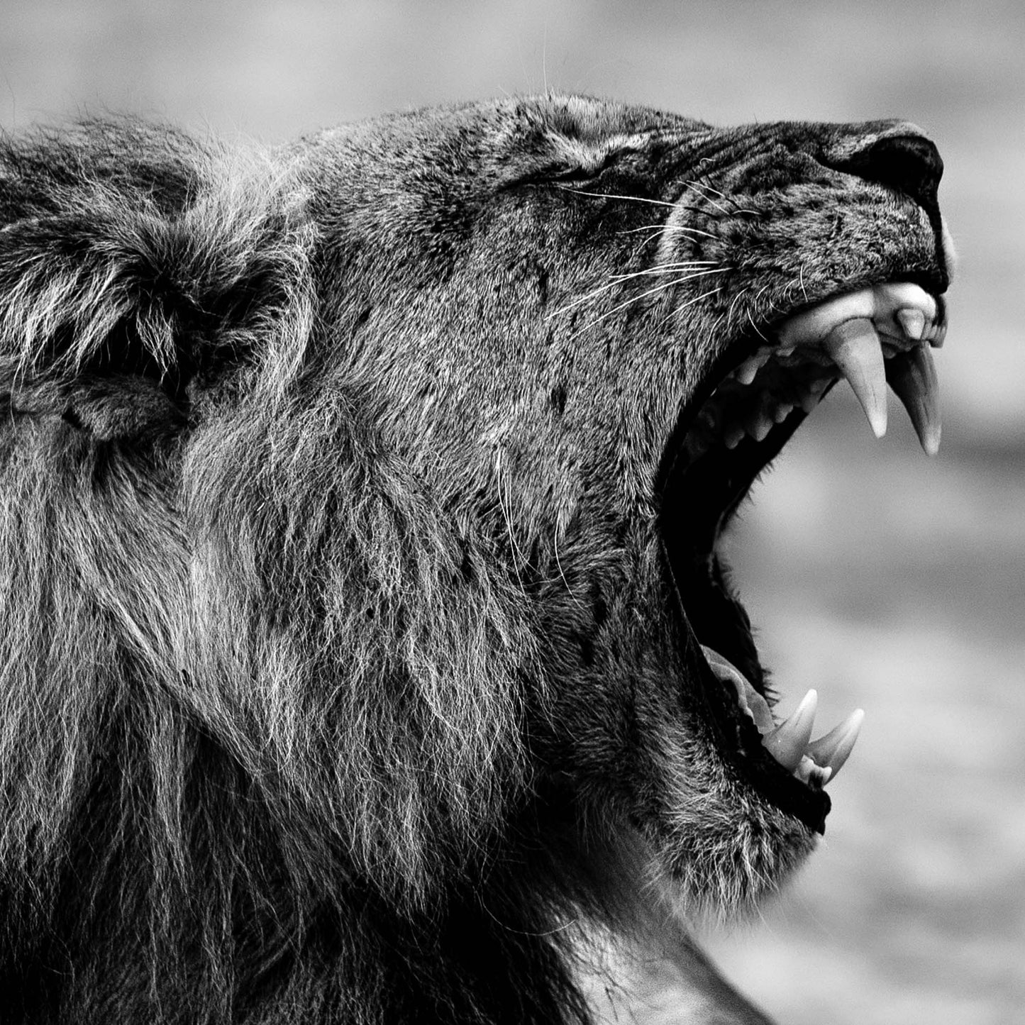 The Lion's Roar