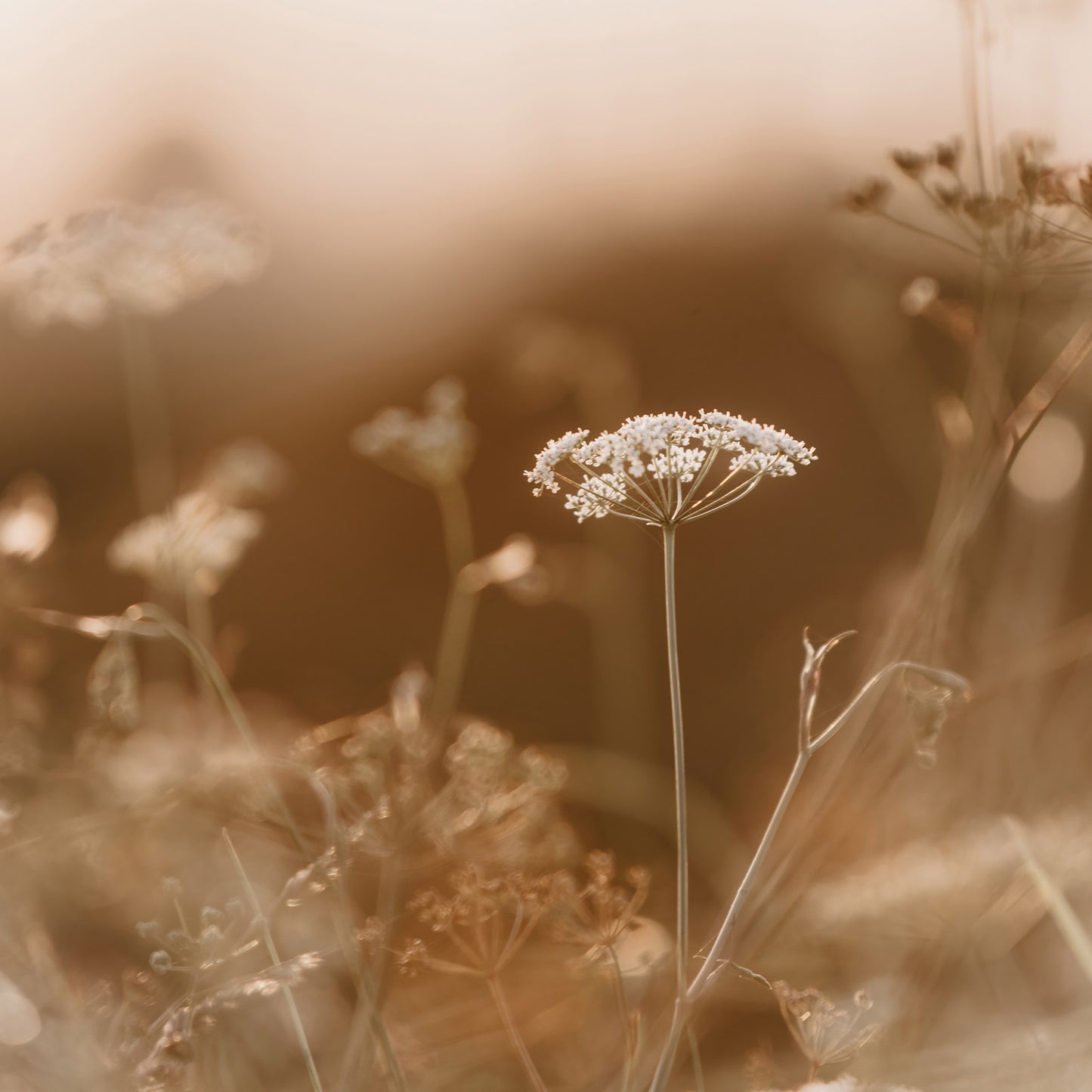 Wildflowers at Sunset